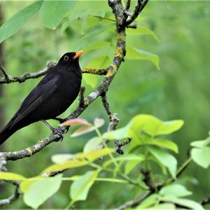 Eurasian Blackbird