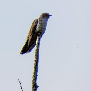 Common Cuckoo