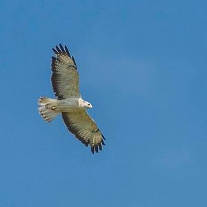 Common Buzzard