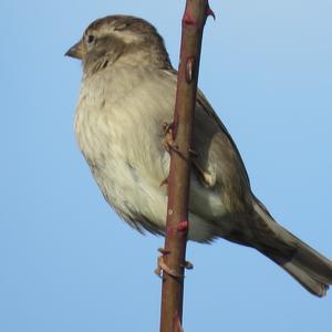 House Sparrow