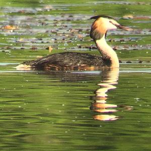 Great Crested Grebe