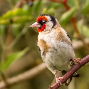 European Goldfinch