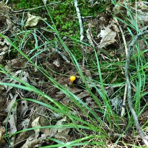 Chanterelle, Common