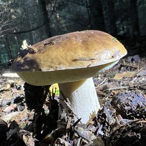 King Bolete