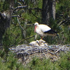 White Stork