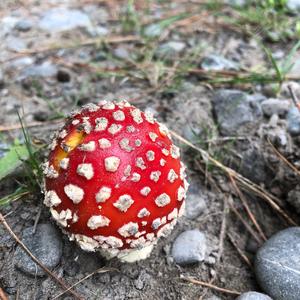 Fly Agaric