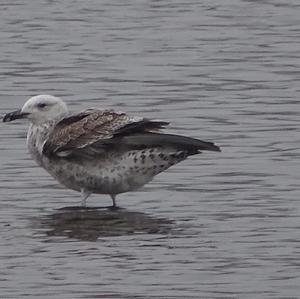 Herring Gull