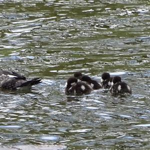 Common Goldeneye