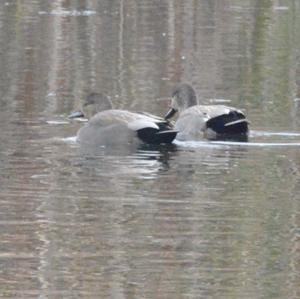 Gadwall