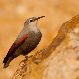 Wallcreeper