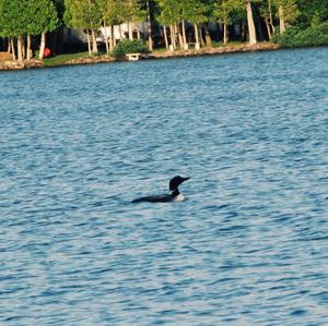 Common Loon