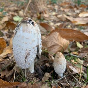 Shaggy Mane