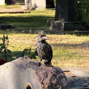 Spotted Nutcracker