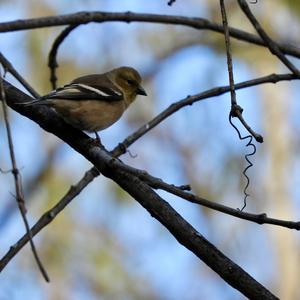 American Goldfinch