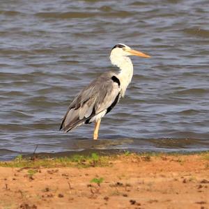 Grey Heron