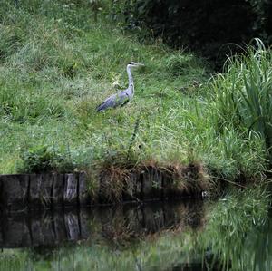 Grey Heron