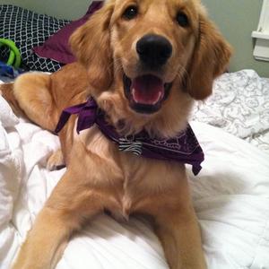 Retriever (Golden)