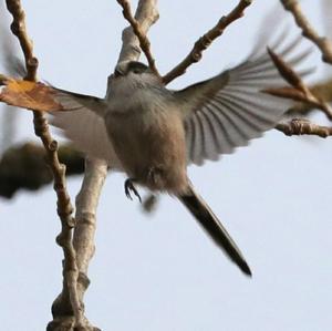 Long-tailed Tit