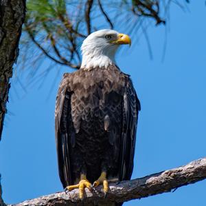 Weißkopfseeadler