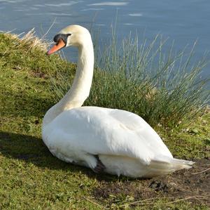 Mute Swan