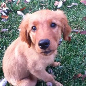Unknown Breed