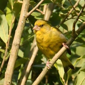 European Greenfinch