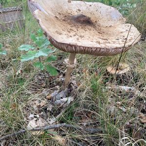 Parasol Mushroom