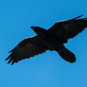 Common Raven