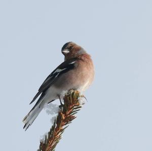 Eurasian Chaffinch