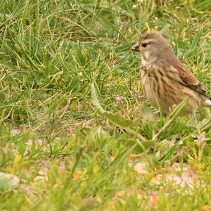 Eurasian Linnet