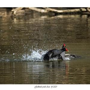 Common Moorhen