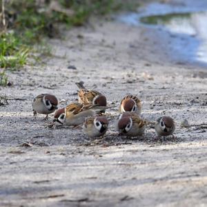 Eurasian Tree Sparrow