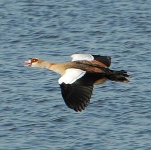 Egyptian Goose