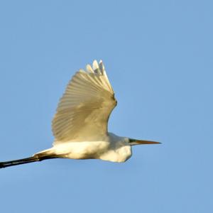 Great Egret