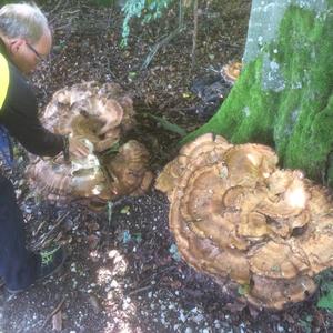 Black-staining Polypore