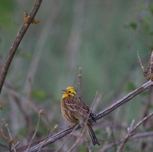 Yellowhammer