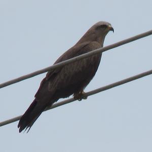 Black Kite