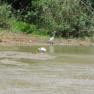 Great Egret