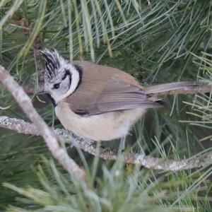 Crested Tit