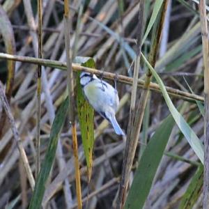 Blue Tit