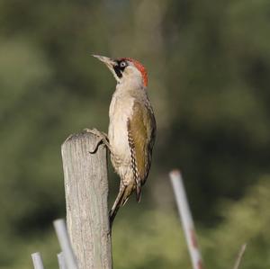 Eurasian Green Woodpecker