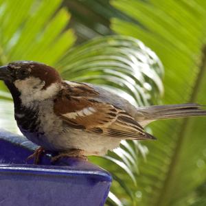 Spanish Sparrow