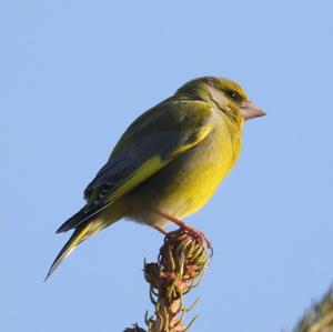 European Greenfinch