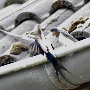 Barn Swallow