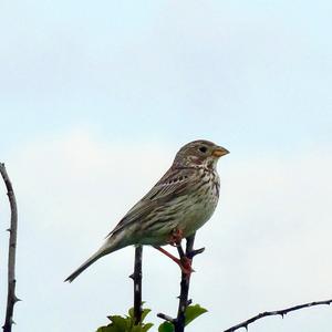 Corn Bunting