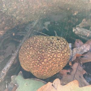 Pigskin Poison Puffball