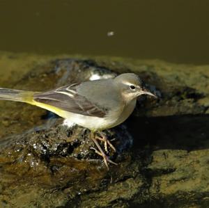 Grey Wagtail