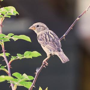 House Sparrow