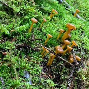 Trumpet Chanterelle