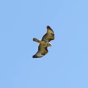 Common Buzzard